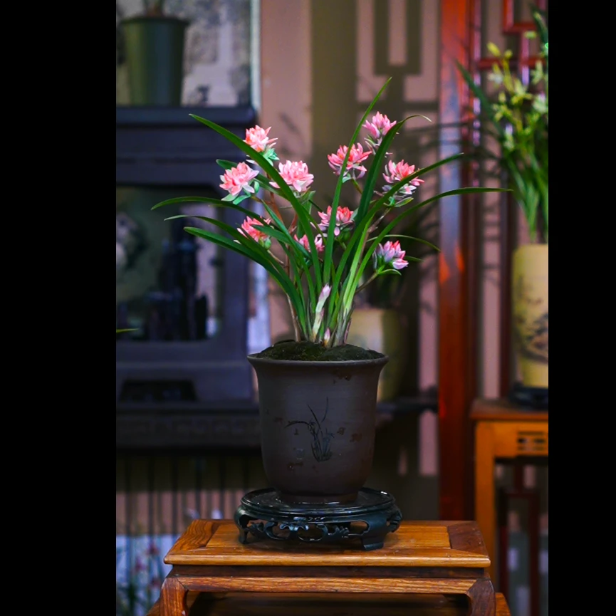 带花苞【九转牡丹】富山奇蝶带紫砂花盆种好浓香型兰花室内好养