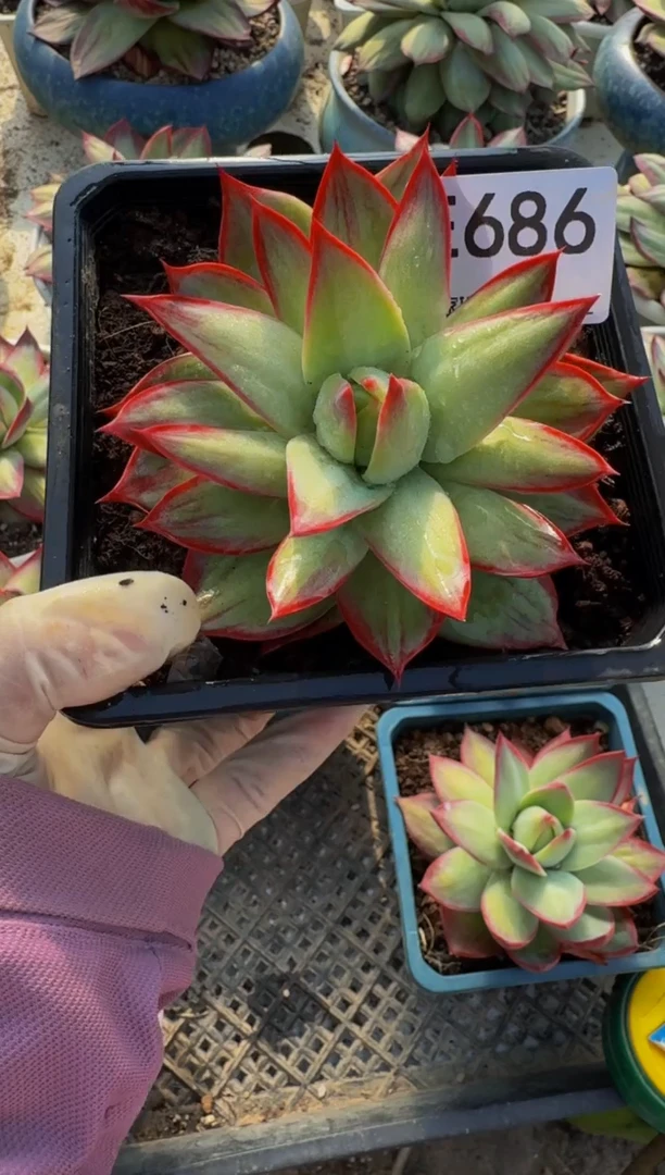 E686惊鸿仙子（裸根发货）