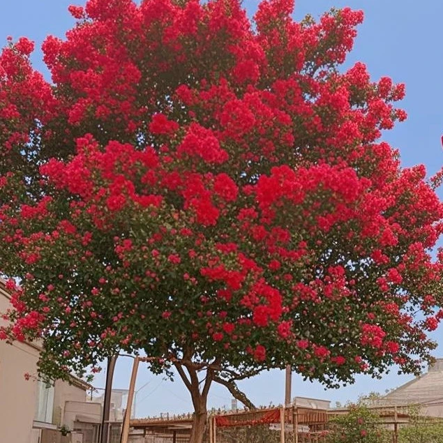 红火箭美国红花紫薇紫薇花实物拍照开花大红色