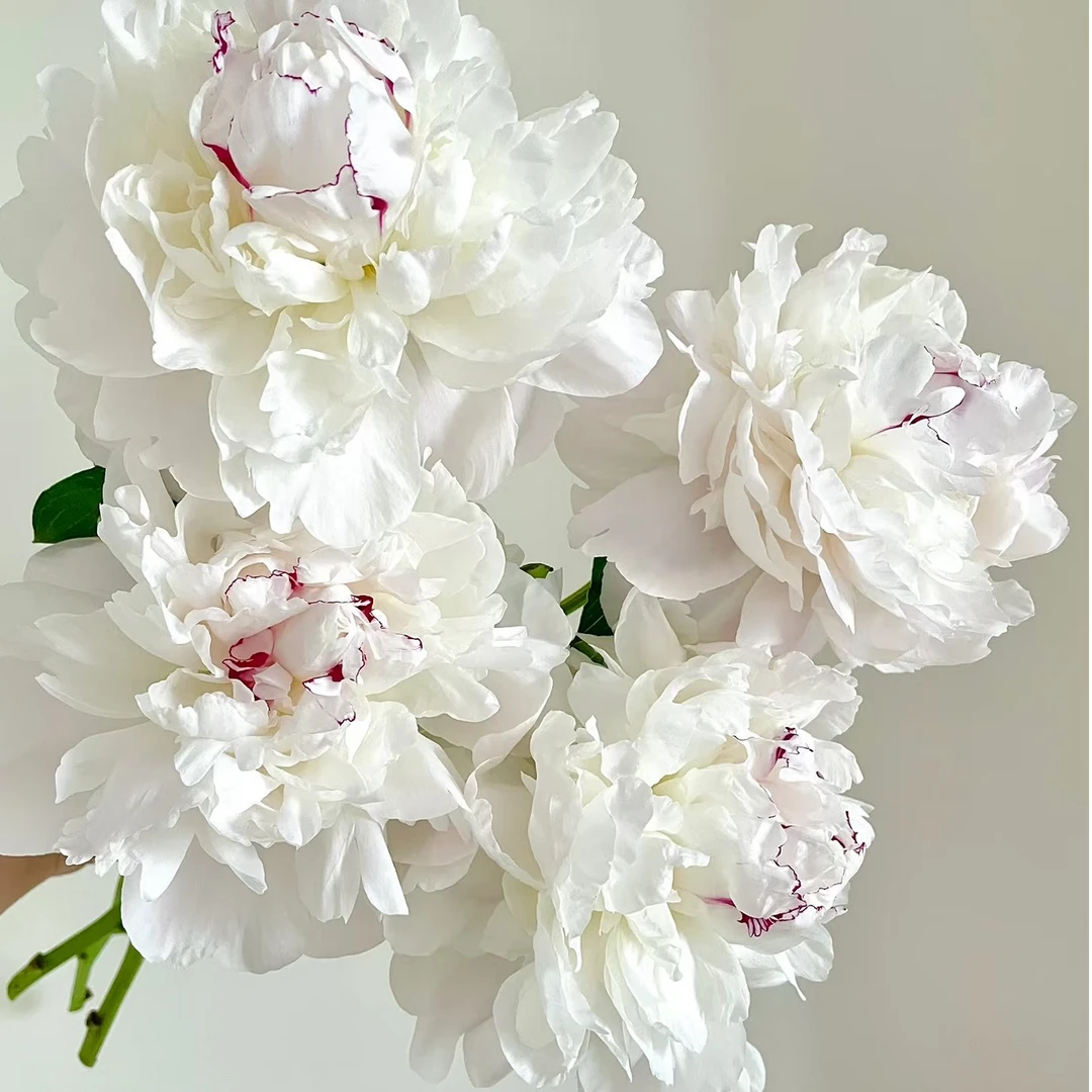 【专属-嘉年华】AAA级芍药鲜花渐变鲜切花山东菏泽基地直发