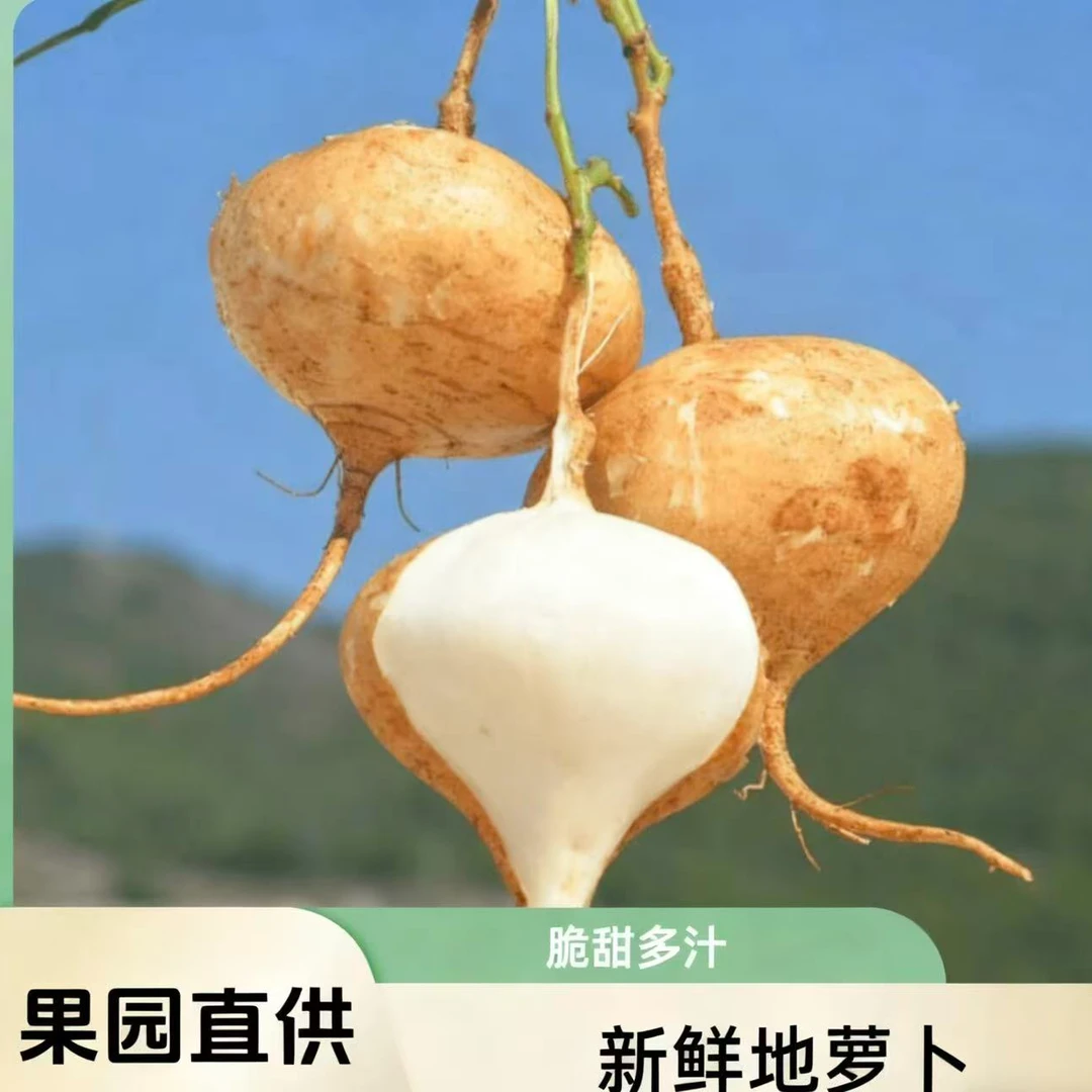 新鲜现挖天门地萝卜凉薯地瓜脆甜多汁可生吃