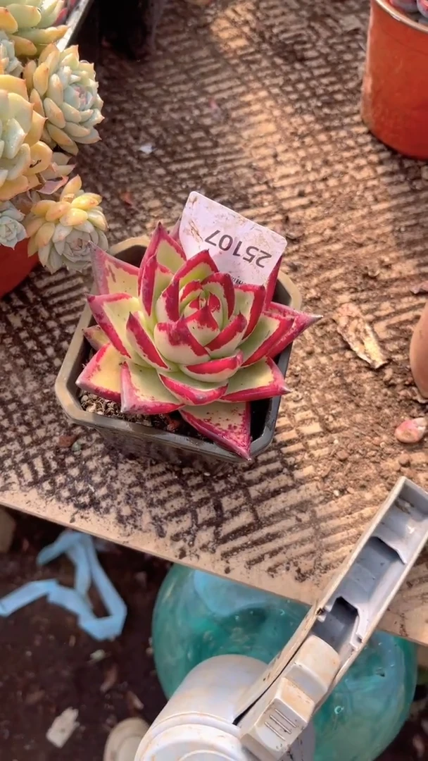 芳跃跃精品多肉25107