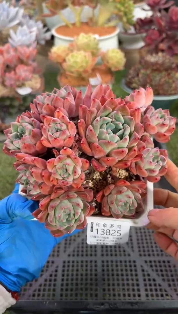 【闪购商品】13825