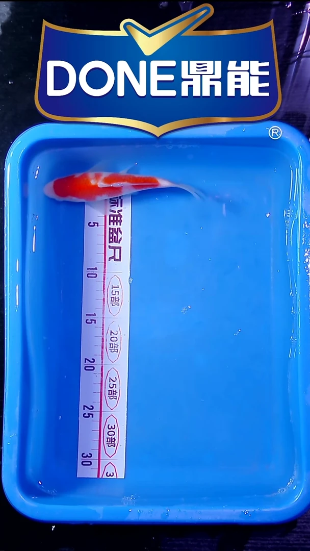 锦鲤直播间菁选 对版发货 2号