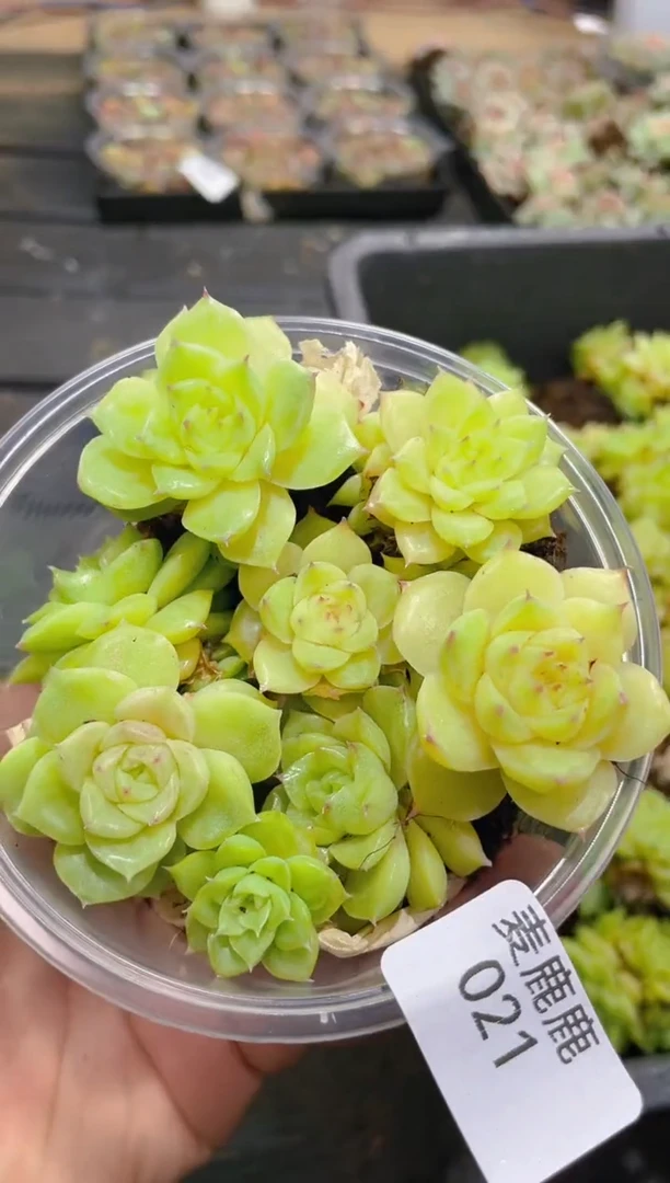 021羊脂玉       量拍