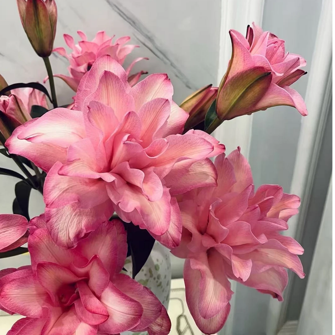 【重瓣布朗尼】自带高级感的空间滤镜~解锁家居浪漫新姿势~