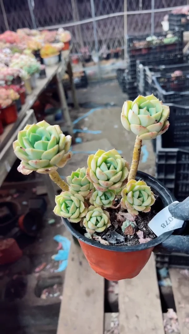 【闪购商品】08078多肉