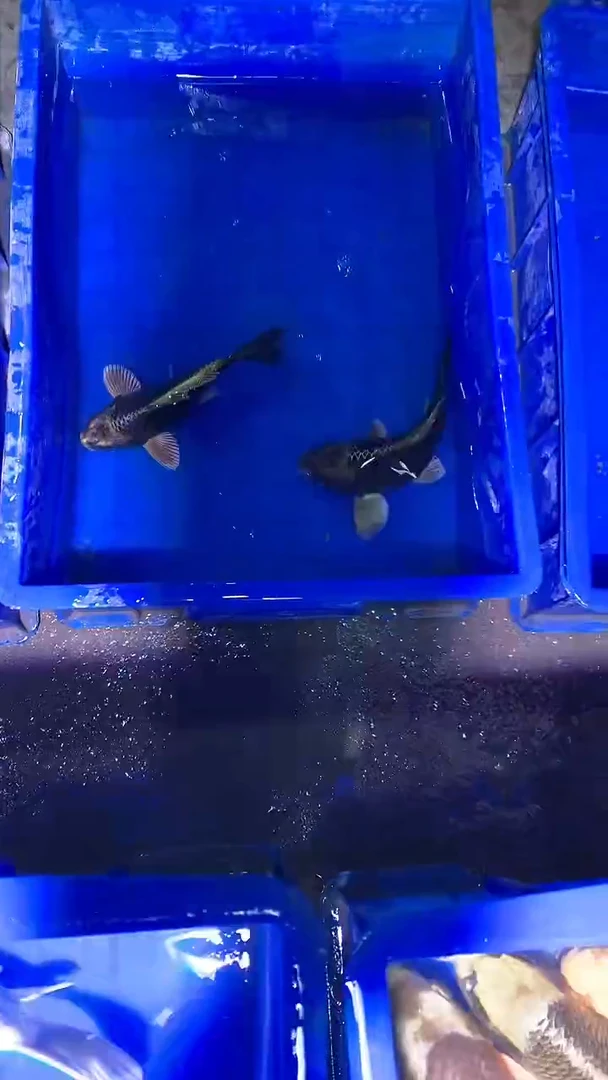 蝴蝶鲤鱼蝴蝶鲤直播选鱼专用链接 凭开箱视频售后