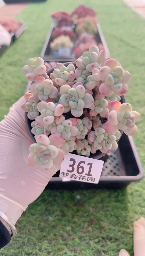 【闪购商品】梦会多肉一物一拍