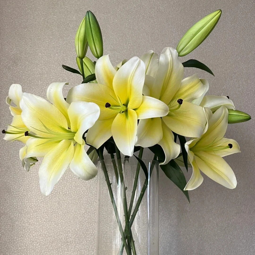 黄天霸百合10个花苞 一单包邮三单京东 收到需要醒花