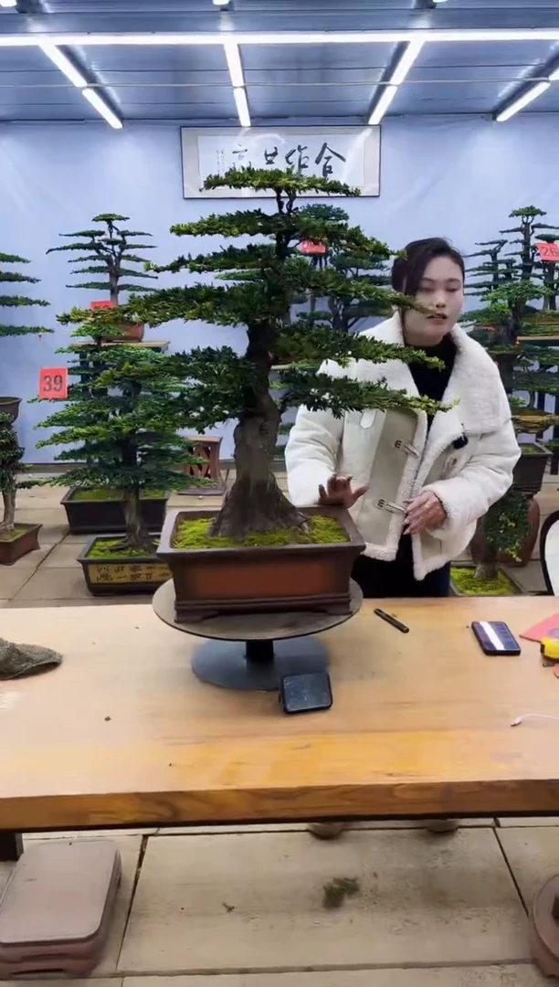 【闪购商品】高端盆景一物一拍，所见即所得