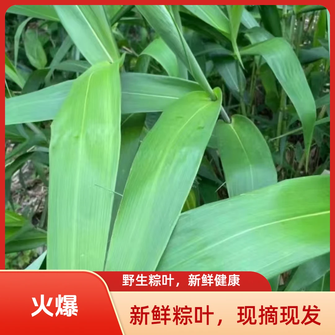 新鲜粽叶广西野生粽叶大芒叶箬叶天然健康适合端午节家用现摘现发