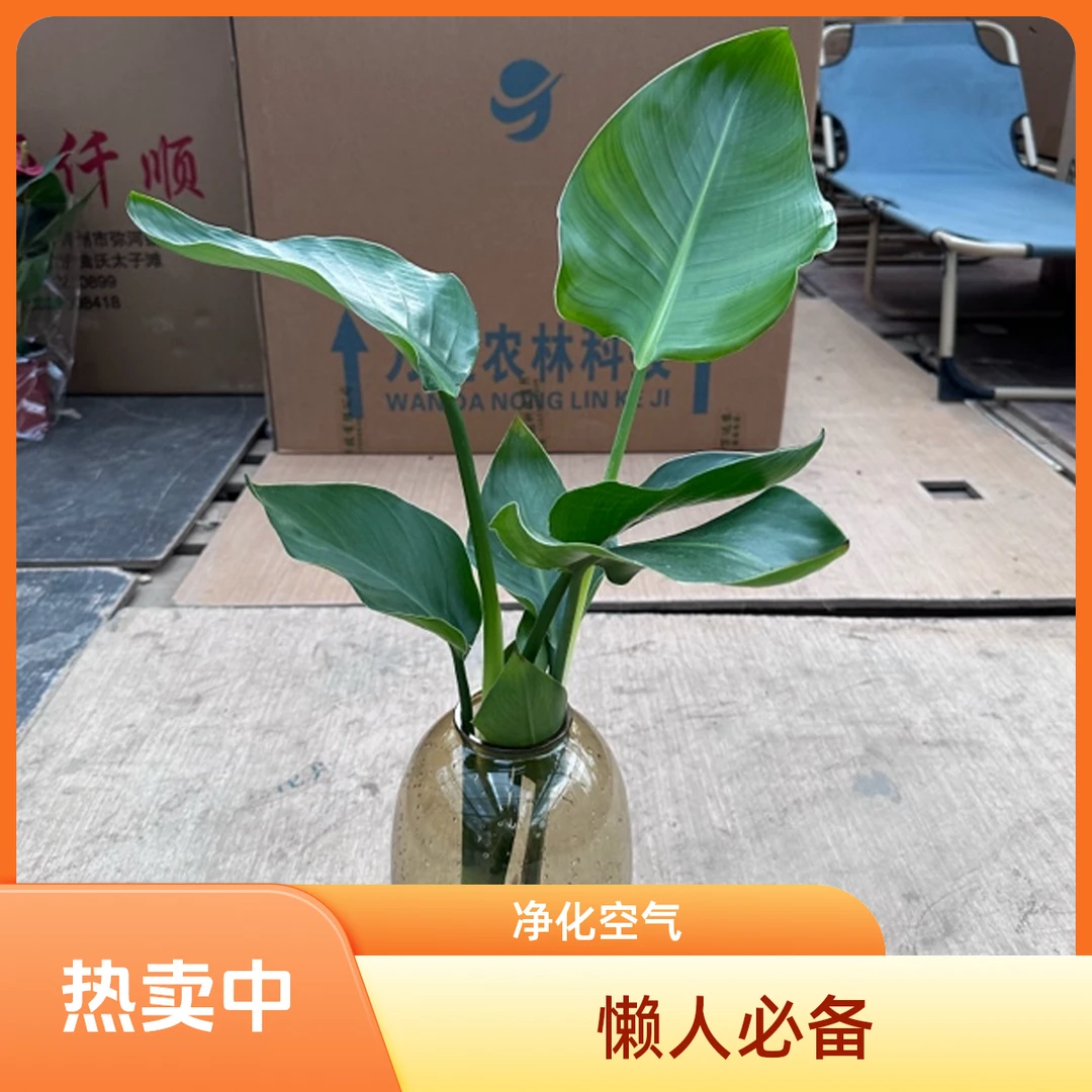 大肚杯2株天堂鸟室内盆栽绿植净化空气美观实用增添生机