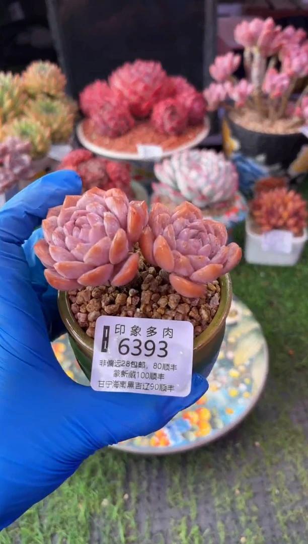 昆明印象多肉6393