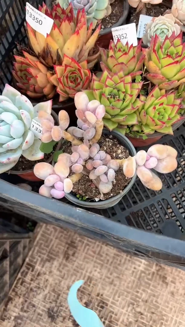 k***y多肉植物一物一拍13354