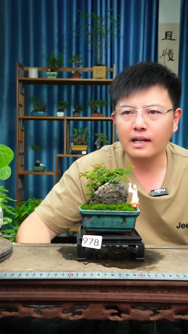 无花朵苔藓微景观978号