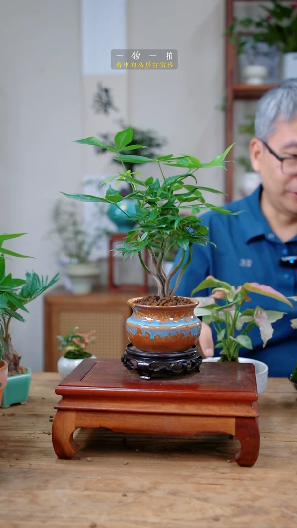 完全开放睡***怪发财树295
