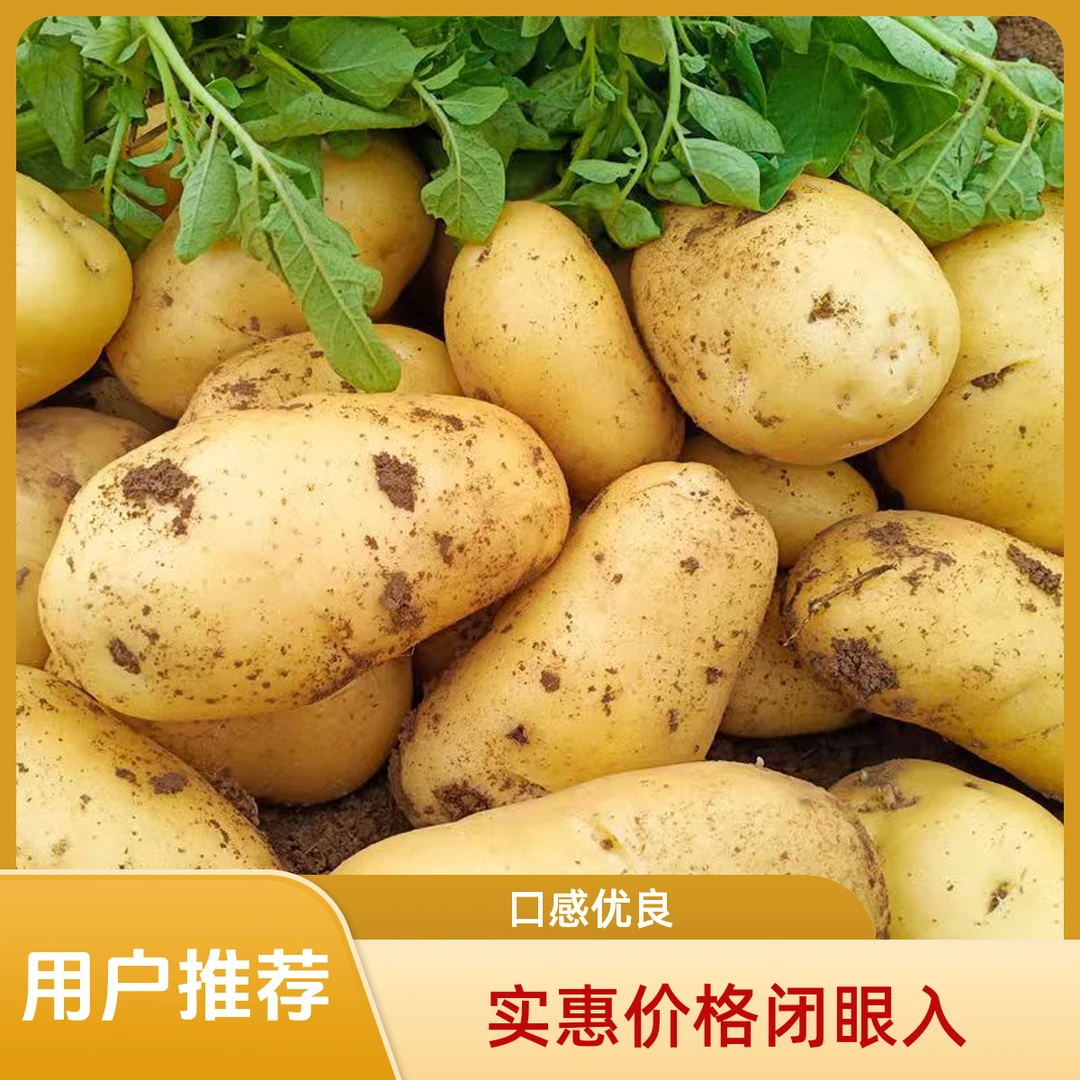 新鲜内蒙黄心土豆