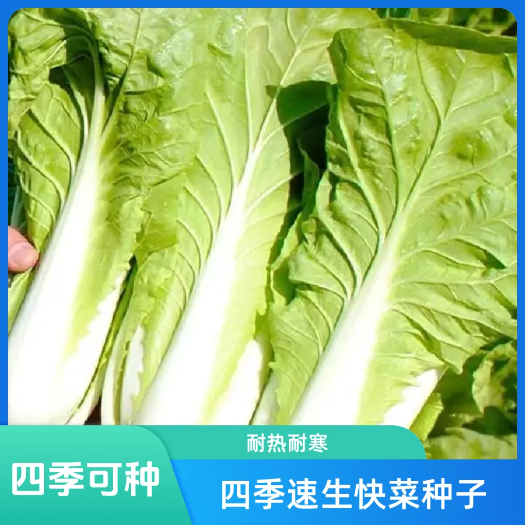 【快菜种子】正品四季速生奶油快菜小白菜阳台小院农家蔬菜种子