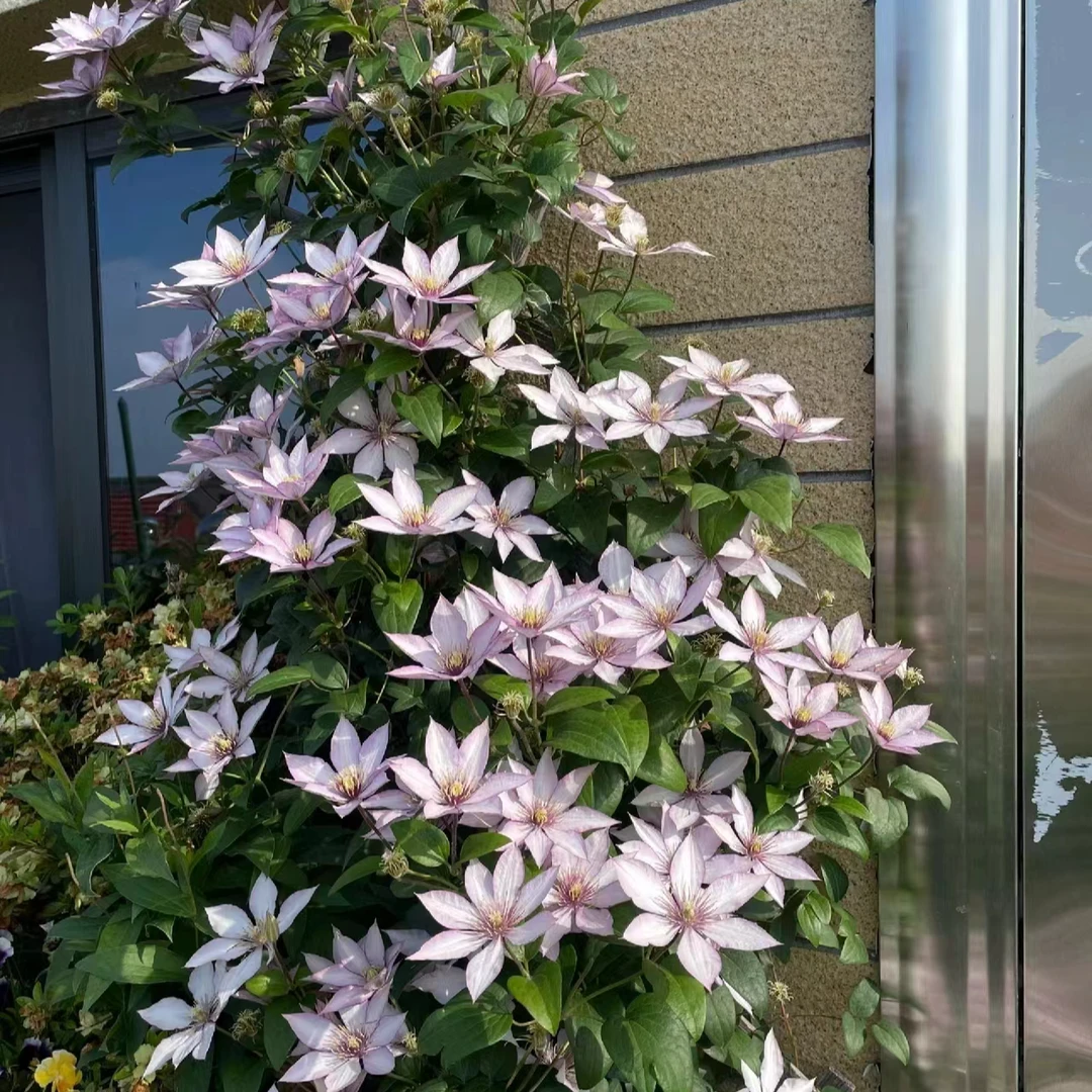 铁线莲三类 【撒玛利亚乔】鲑鱼粉爬藤 阳台庭院盆栽花卉植物