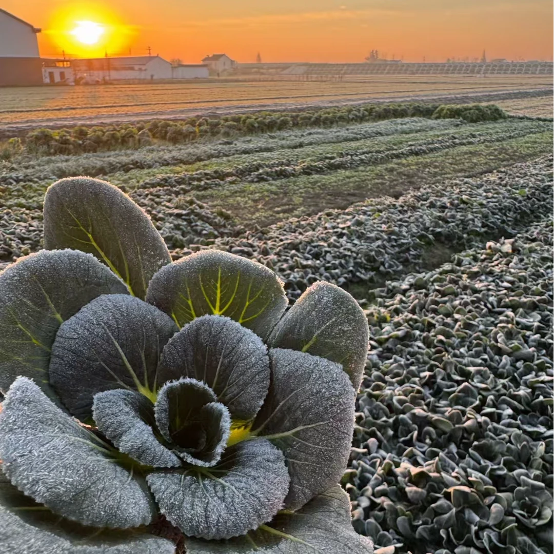 【极兔快递】苏北 小杨农家露天现采现摘的青菜（极兔快递）