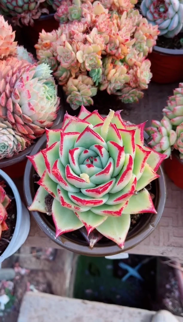 【闪购商品】15164