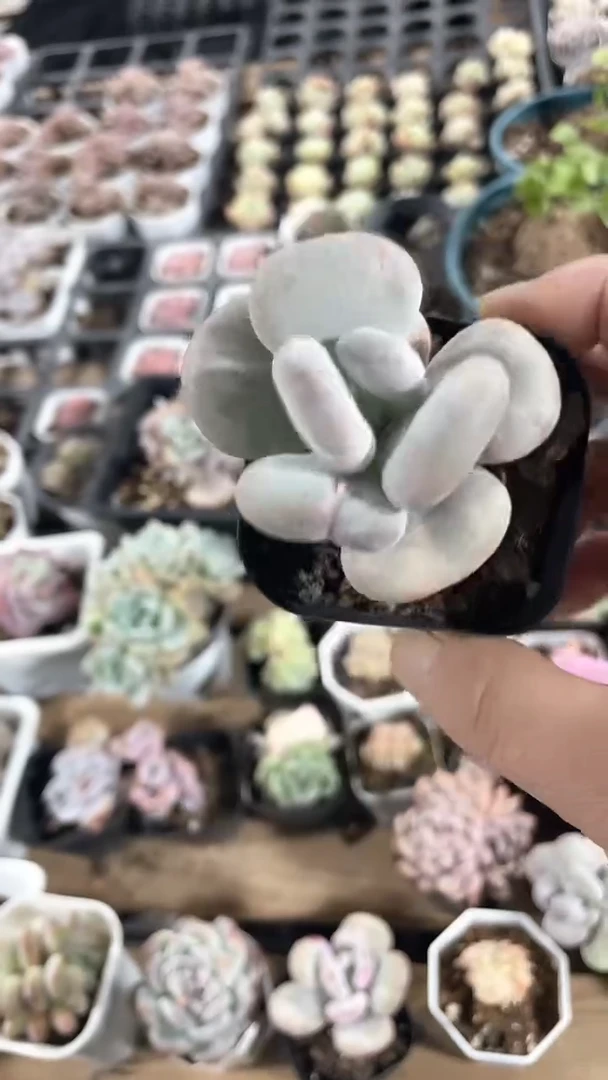 【闪购商品】65盆油煎丸子单头多肉