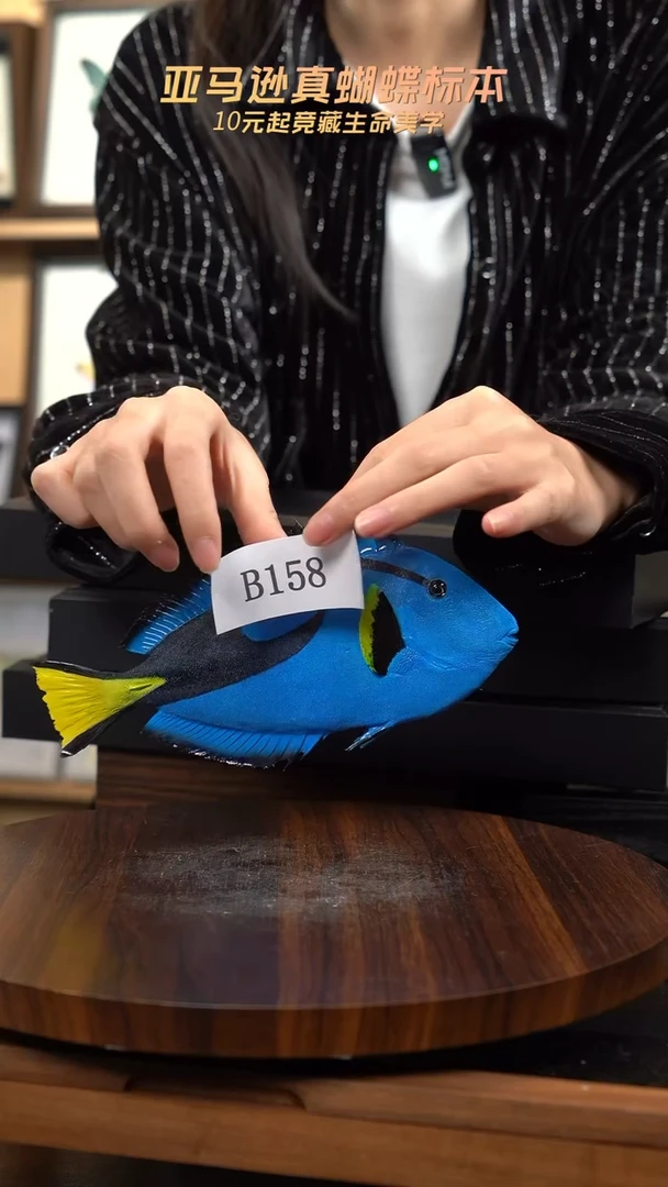 动物标本摆件竞拍b158