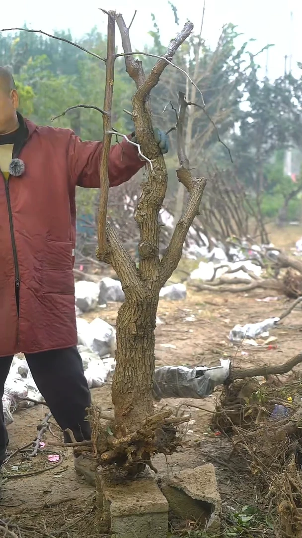 完全开放独***雪枣树197