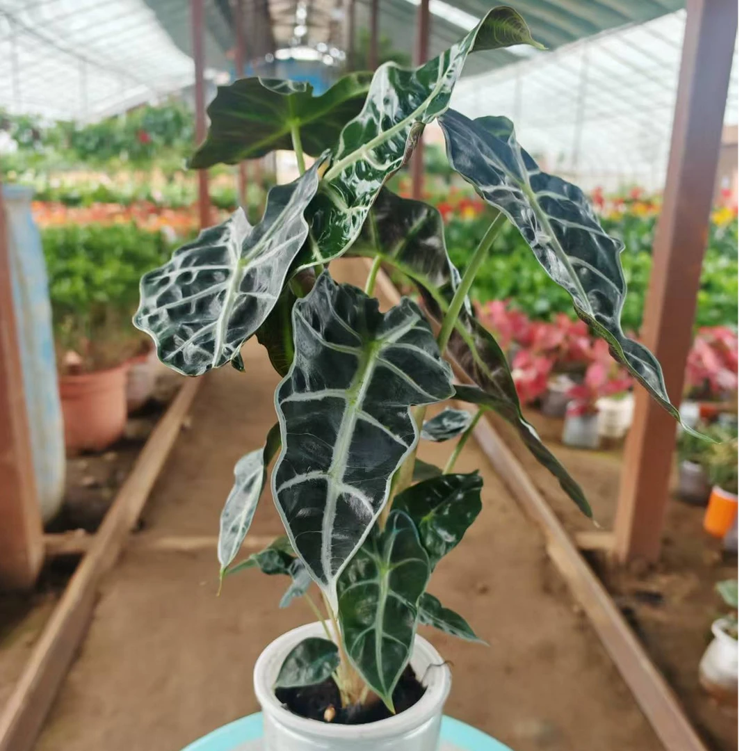 小仙女海芋，拉萨发货，西藏包邮