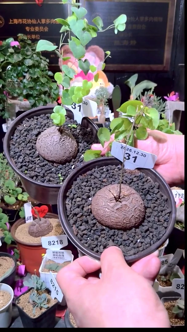 31号1230福利南非龟甲龙买一送一