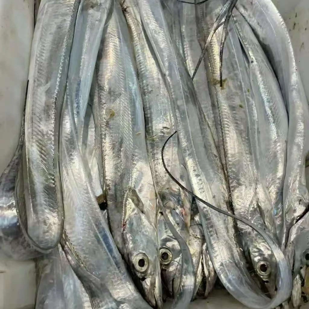 正宗野生海捕新鲜小眼睛带鱼 整条带鱼  切段带鱼 海鲜