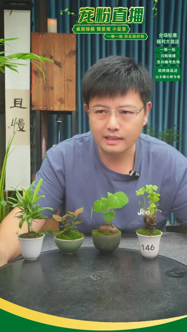 无花朵?*暖苔藓微景观146号