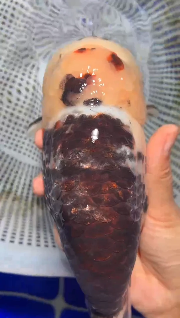 金鱼（运费自理，马印灯照射）福州追鱼兰寿金鱼