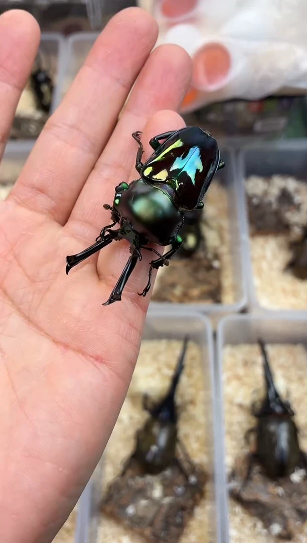 死*2105彩虹锹甲成虫公一只+进口饲养套餐一套