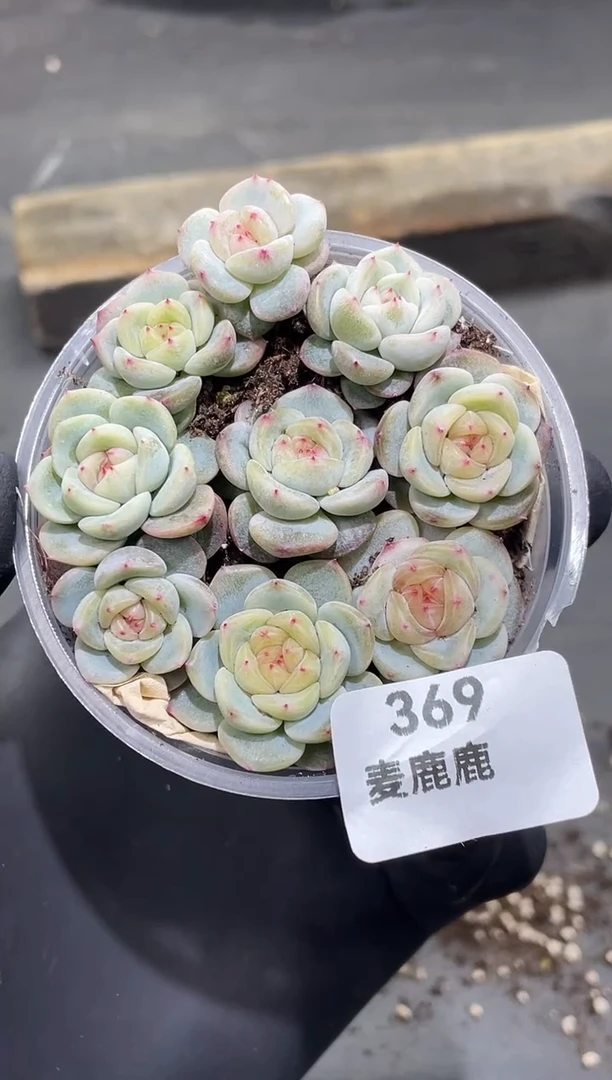 369甜心3000      量拍