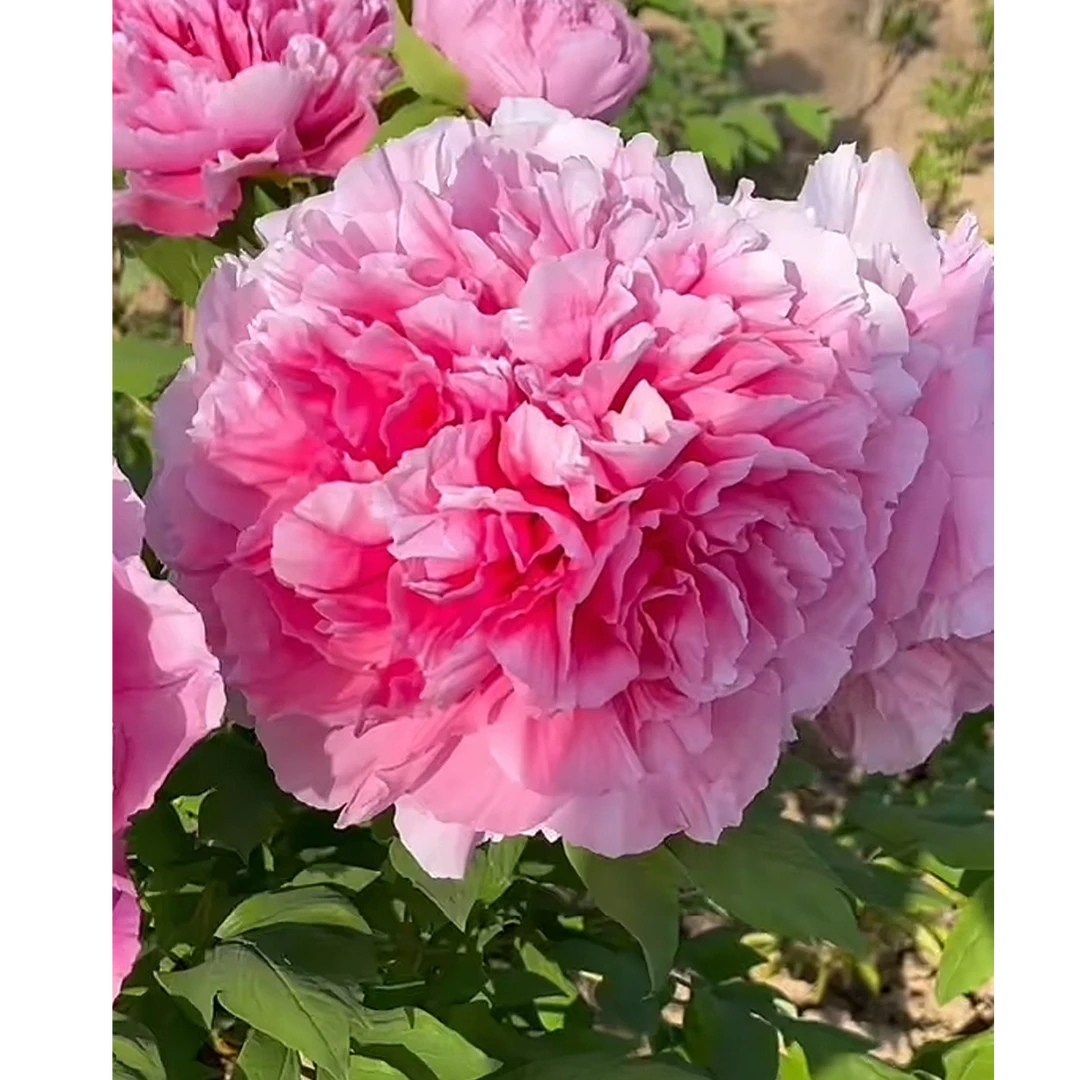 圣代 裸根牡丹包对版