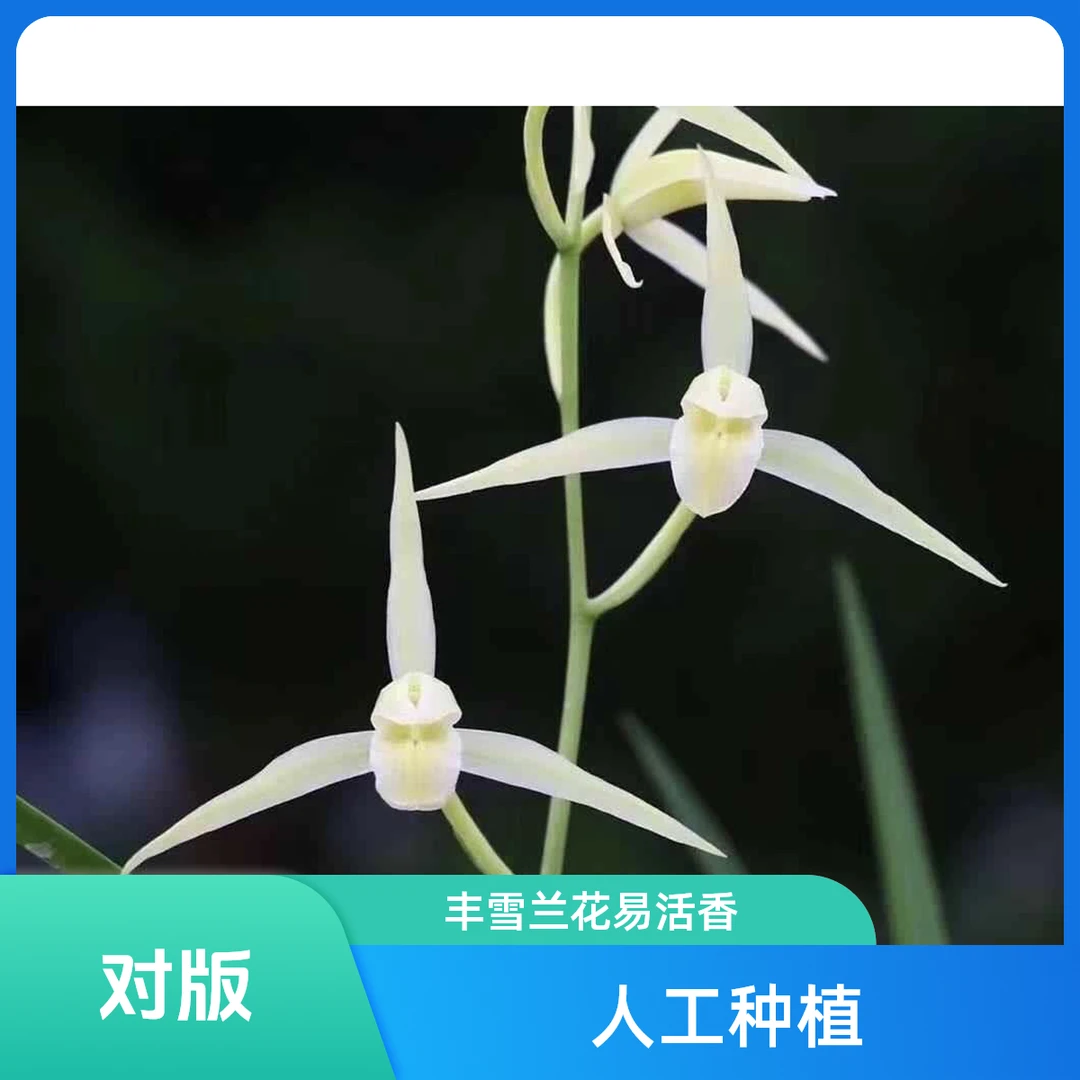 【丰雪】寒兰名品国兰老种2苗 花开浓香 好养易活 对版 人工种植