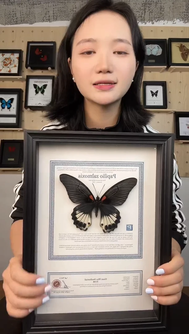 美凤蝶蝴蝶装饰画10寸框