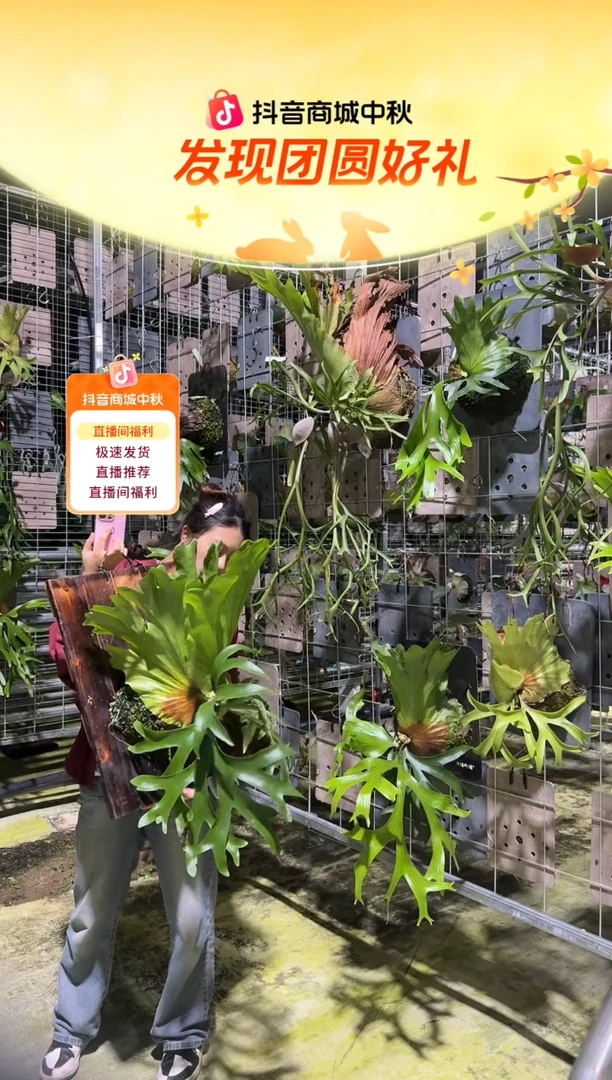 不开花植物L804-皇冠超大（叶片微瑕）