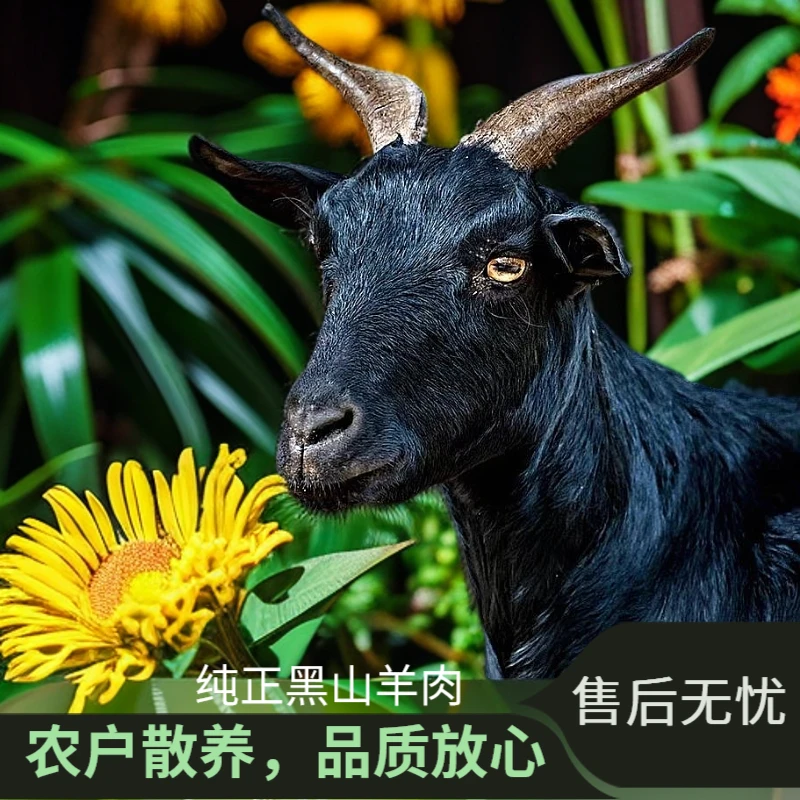 现场称重改价/纯正农村散养只吃草黑山羊4~15斤整羊整扇30%腿排