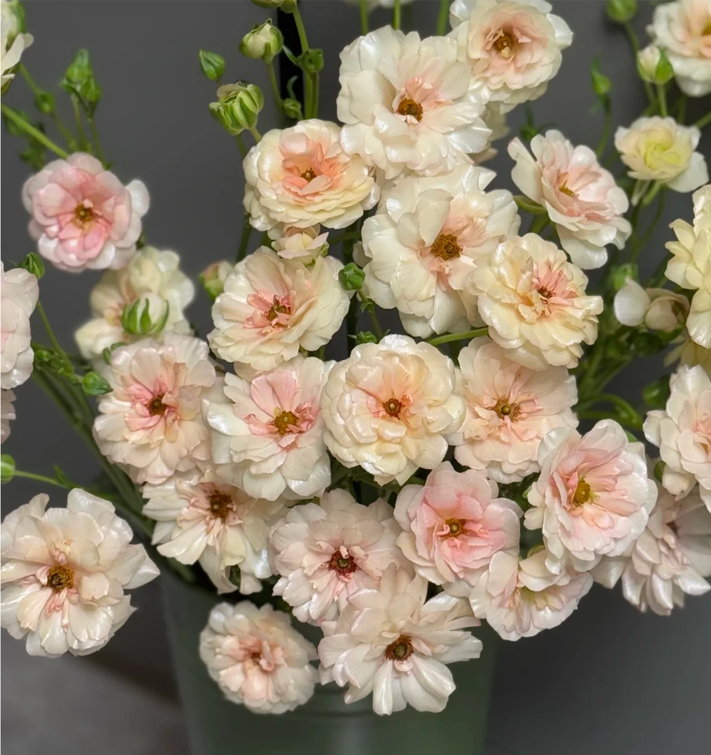 【香槟粉   蝴蝶洋牡丹1扎】 全店任意鲜花满三单顺丰空运包邮到家