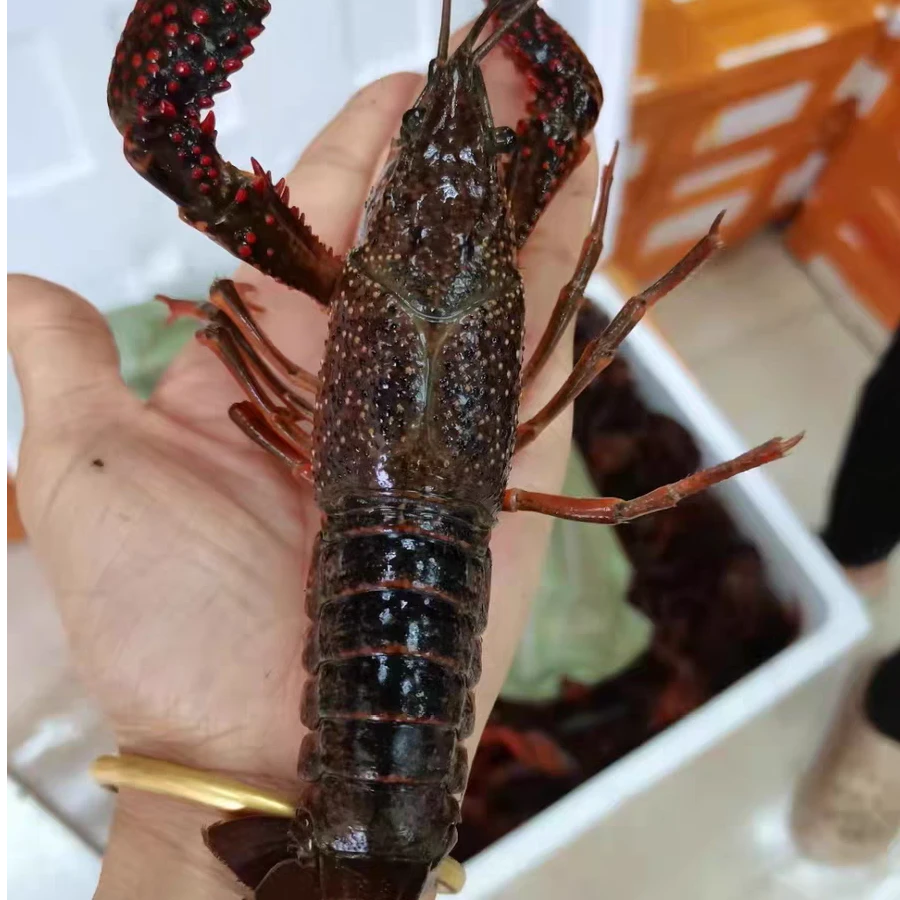 鲜活小龙虾-炮头-一两左右一只-足称包活到家3-5斤小龙虾制品小龙虾制品小龙虾制品
