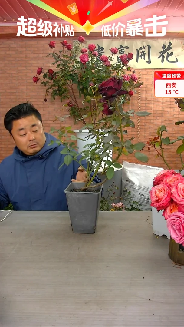 当前无花朵，栽培后可花朵暗香