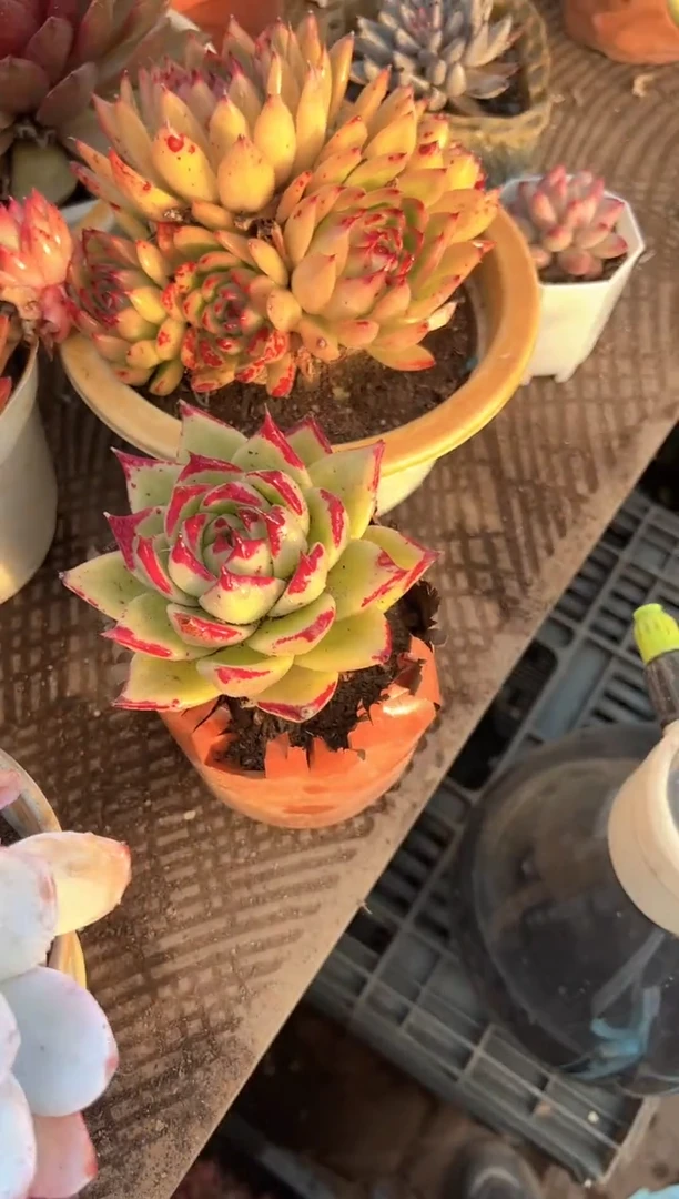 冬**华多肉植物一物一拍09314