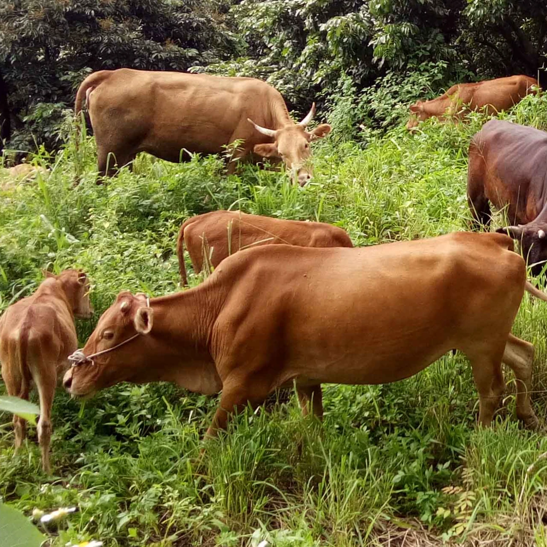 现场称重 正宗农家散养黄牛肉