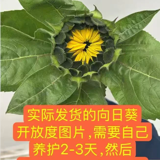 花苞发货 5支中花向日葵鲜花顺丰京东包邮毕业季