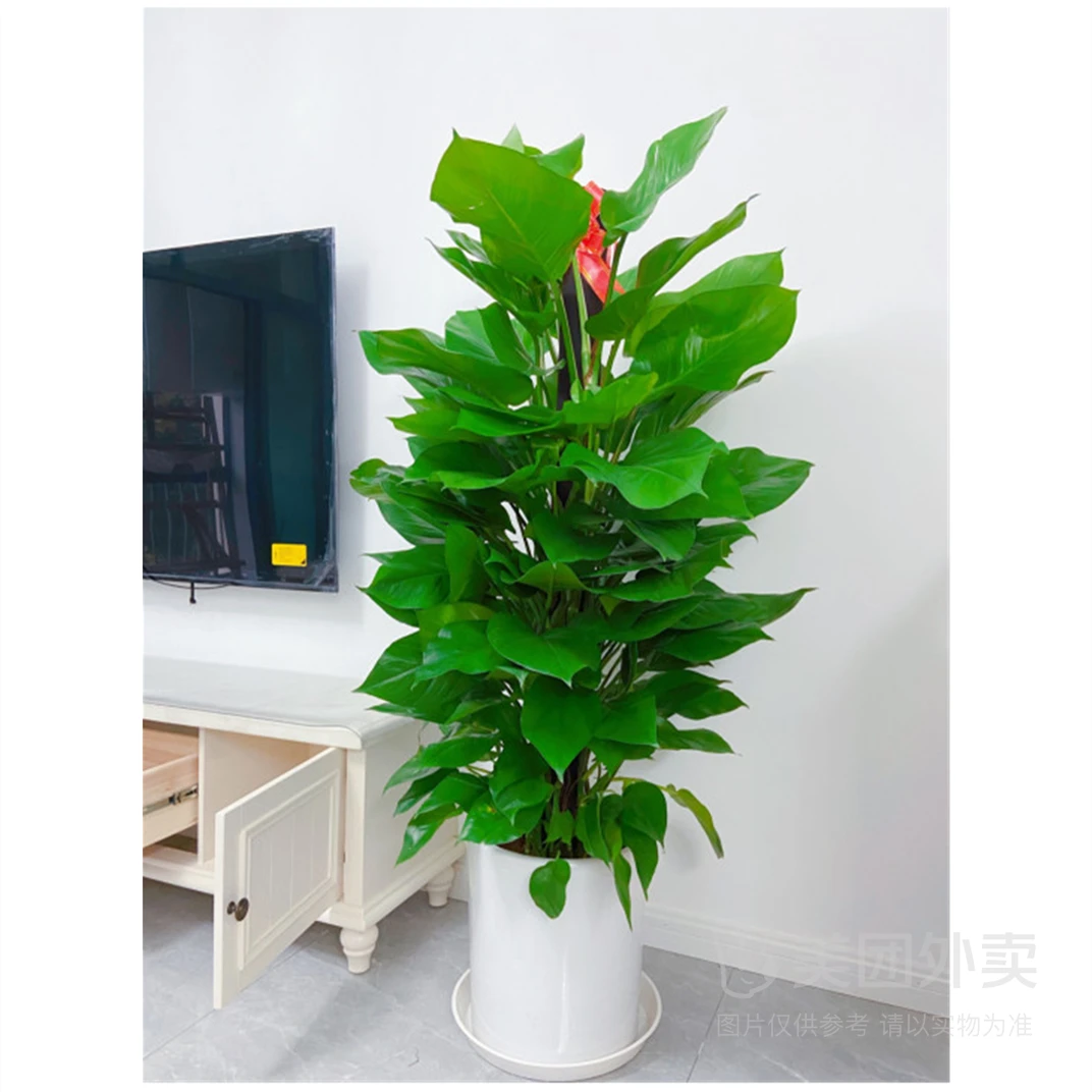 【大叶绿萝柱】1.2-1.3米左右大型绿植花卉四季常青客厅阳台乔迁公司开业前台摆放植物好养