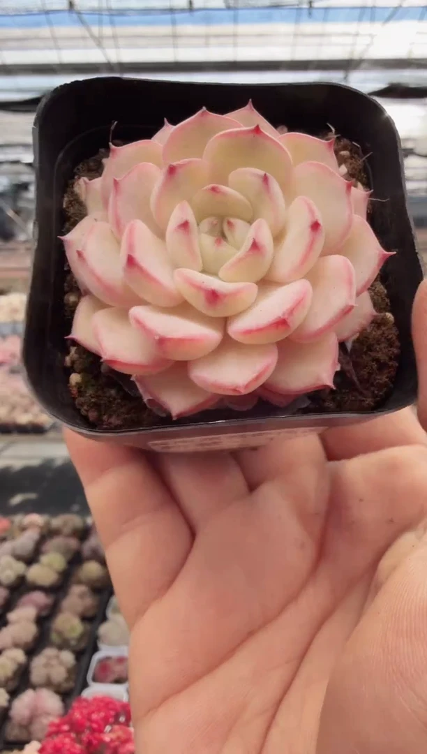 东云多肉园新款-120