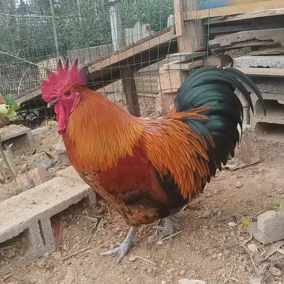 广西老品种正红五彩大公鸡4.2-5斤左右默认宰杀发顺丰